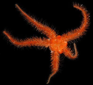 Image of Ophiothrix subgen. Ophiothrix