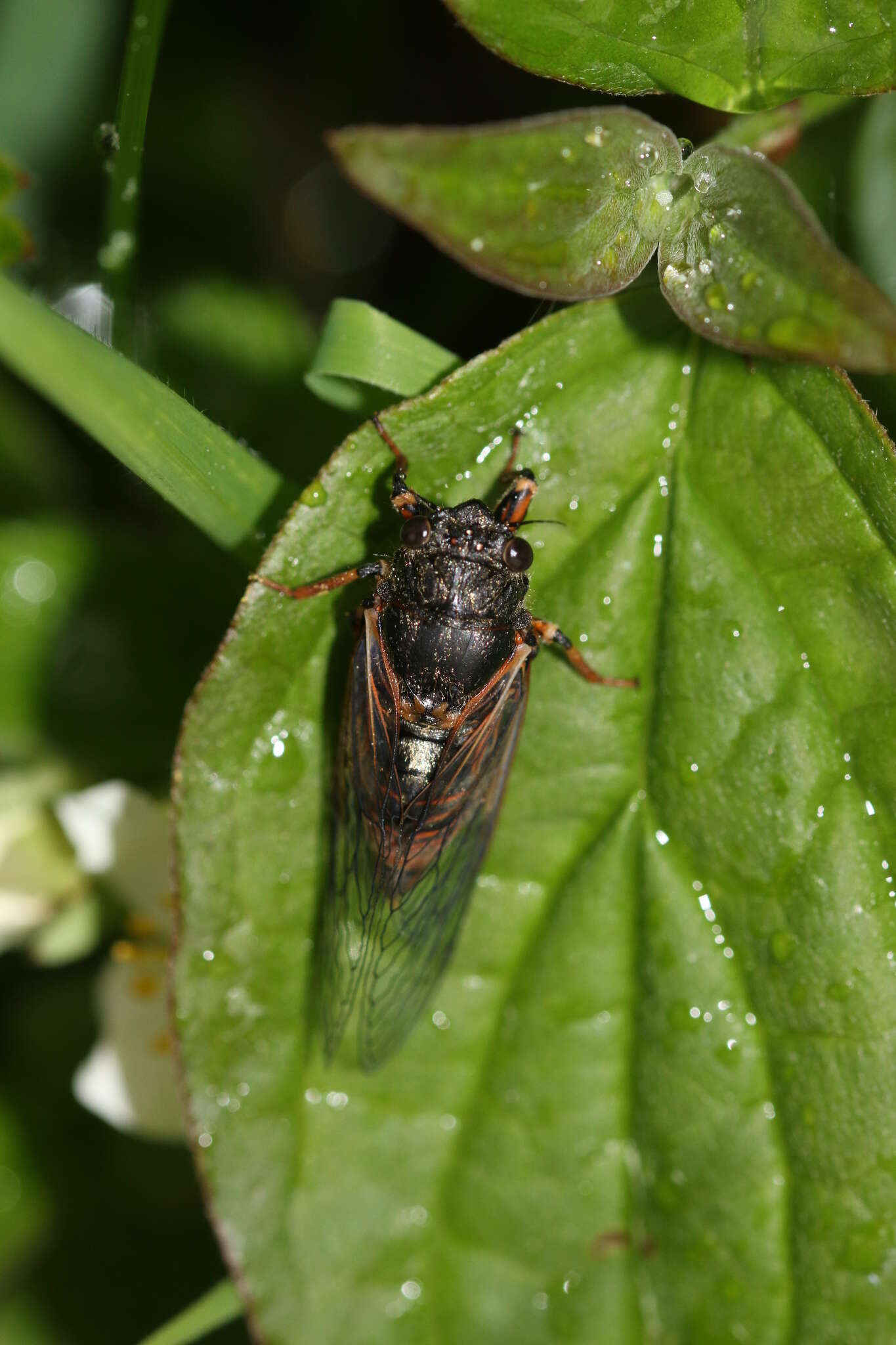 Image of New Forest cicada