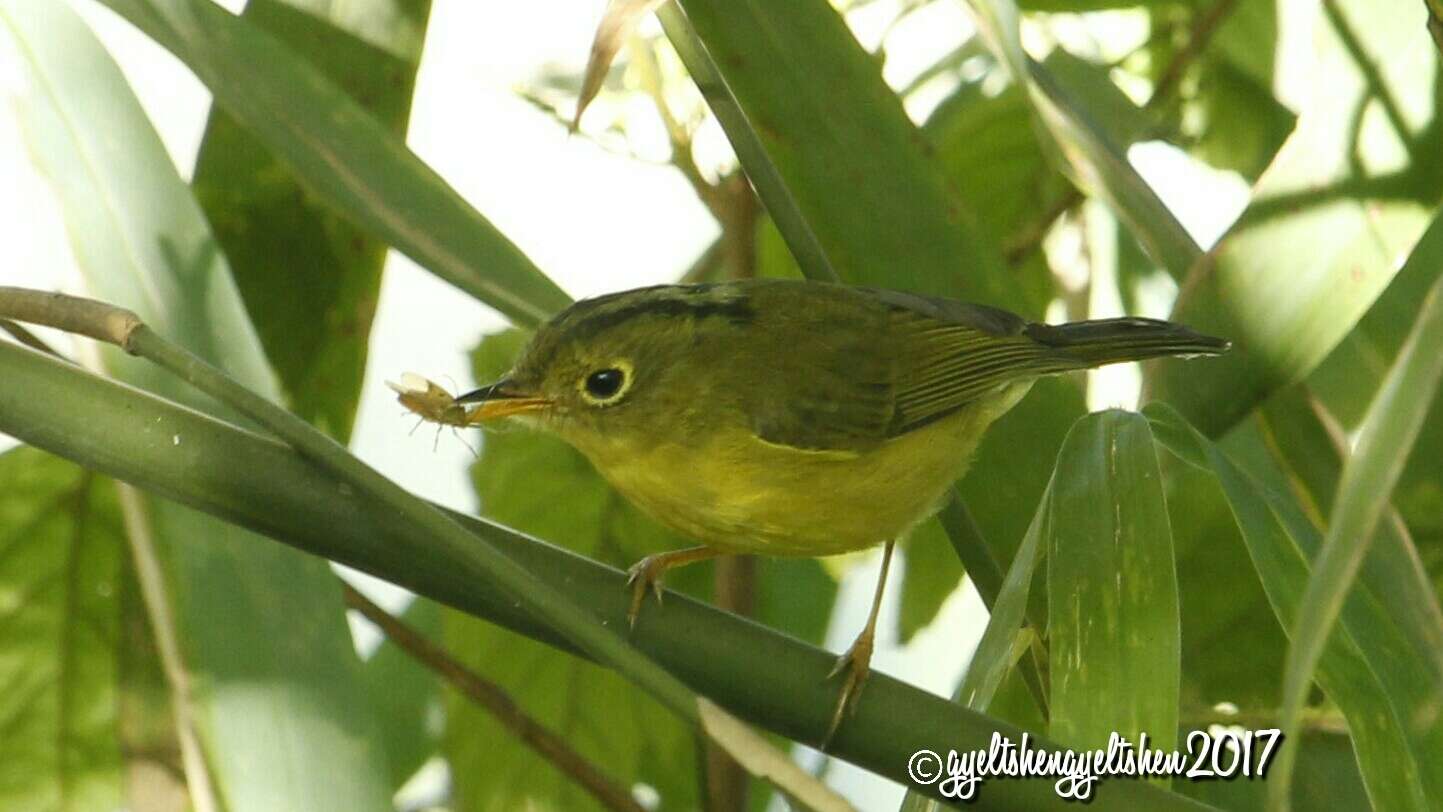 Image of White-spectacled Warbler