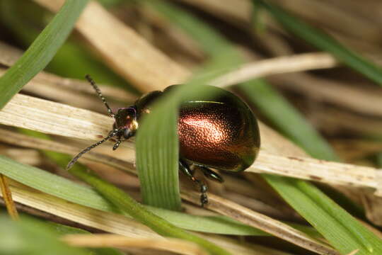 Imagem de Chrysolina (Spheromela) varians (Schaller 1783)