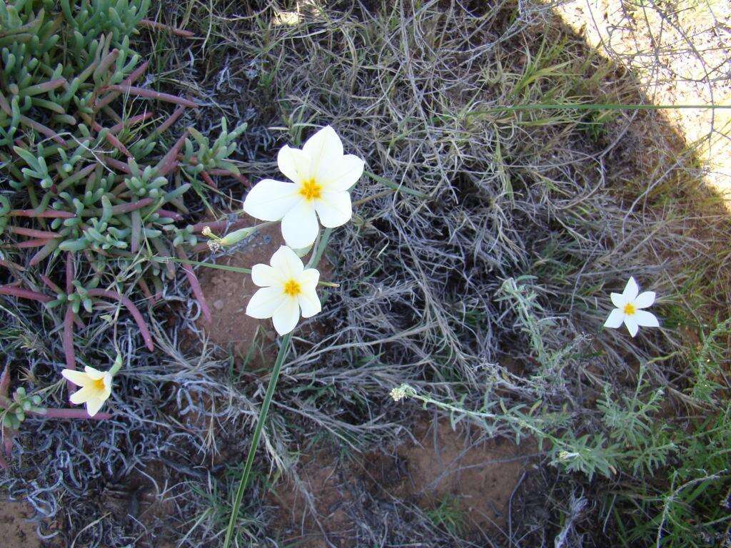 Image of Moraea radians (Goldblatt) Goldblatt