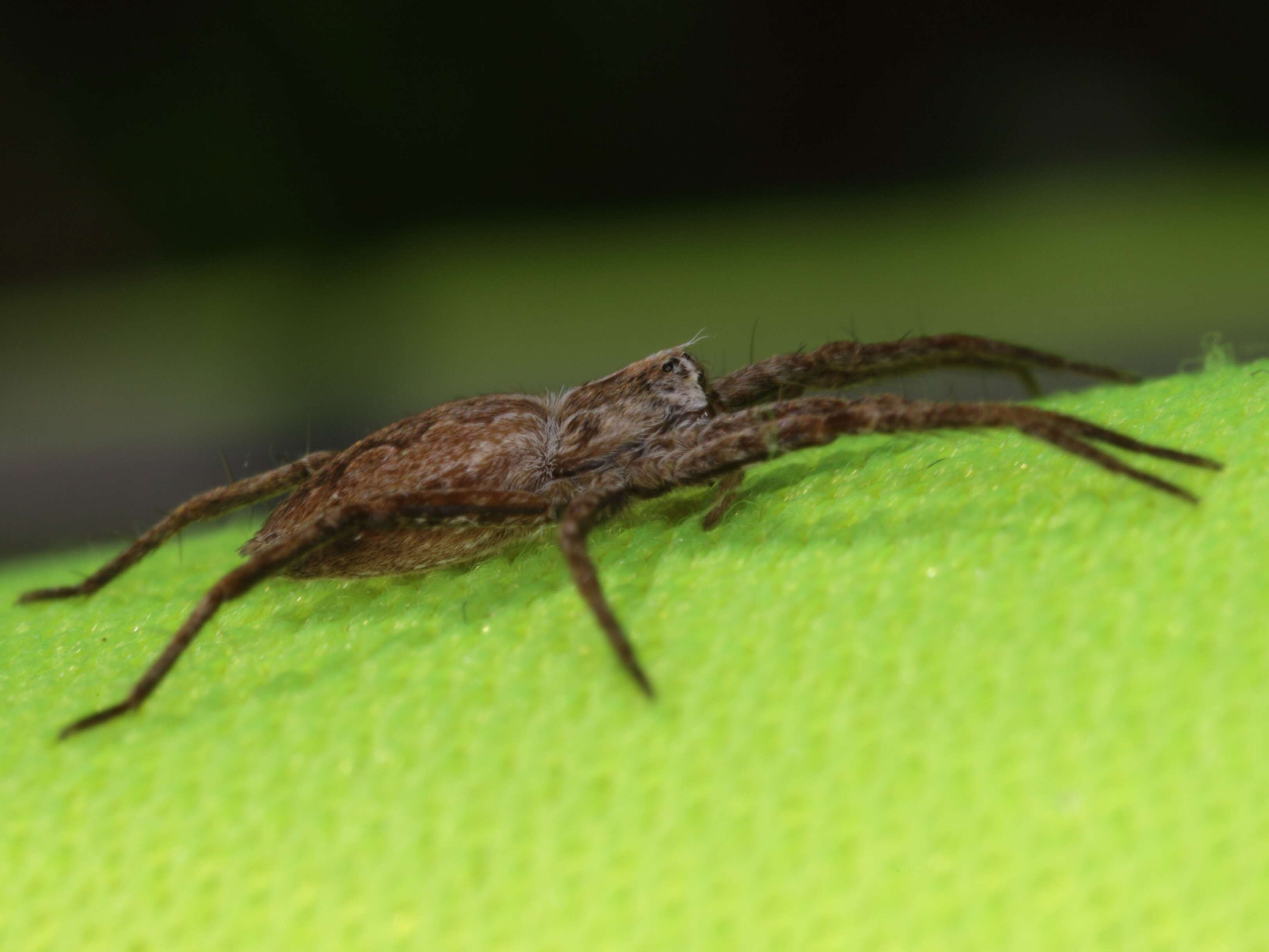 Image of Nursery Web Spider