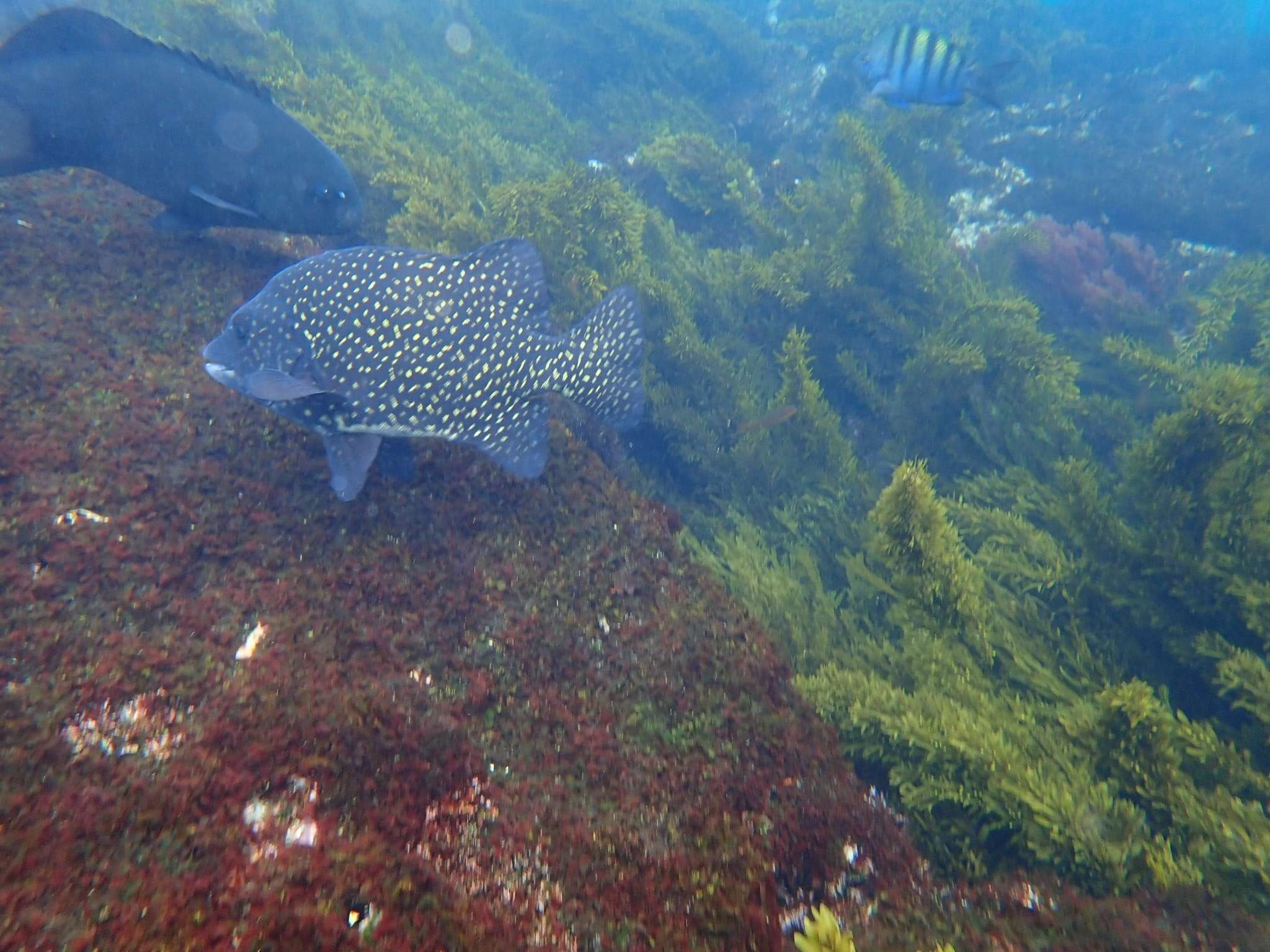 Image of Gobius caninoides