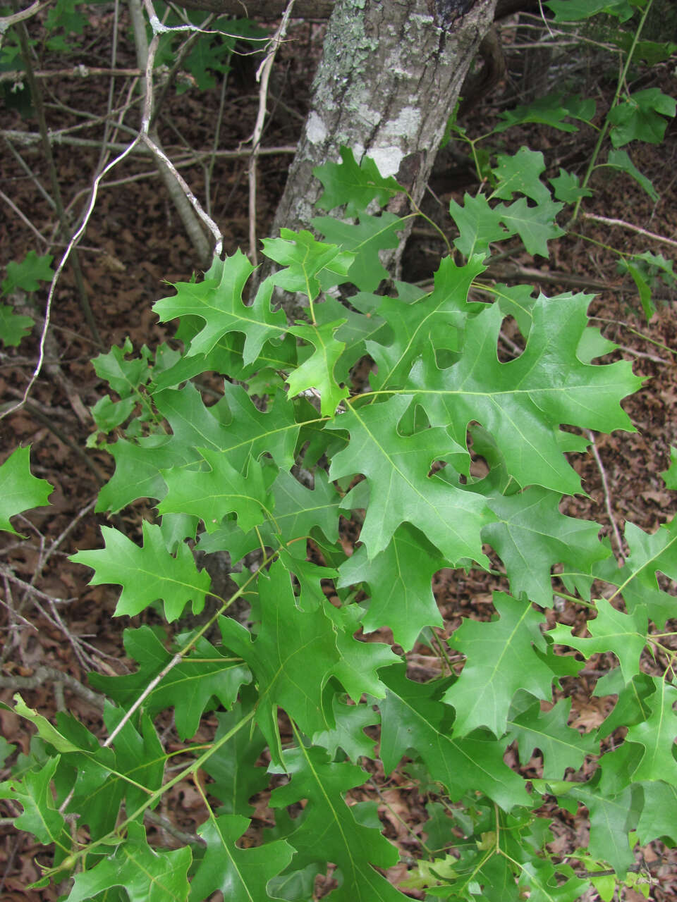 صورة Quercus buckleyi Nixon & Dorr