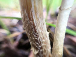 Image de Leratiomyces percevalii (Berk. & Broome) Bridge & Spooner 2008