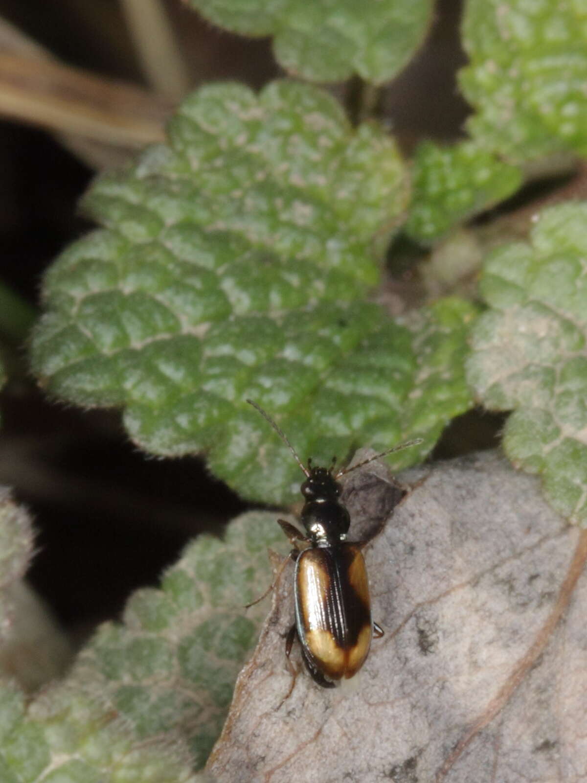 Image of Bembidion (Peryphus) femoratum Sturm 1825