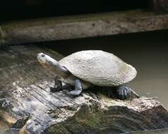 Image of Yellow-headed sideneck turtle