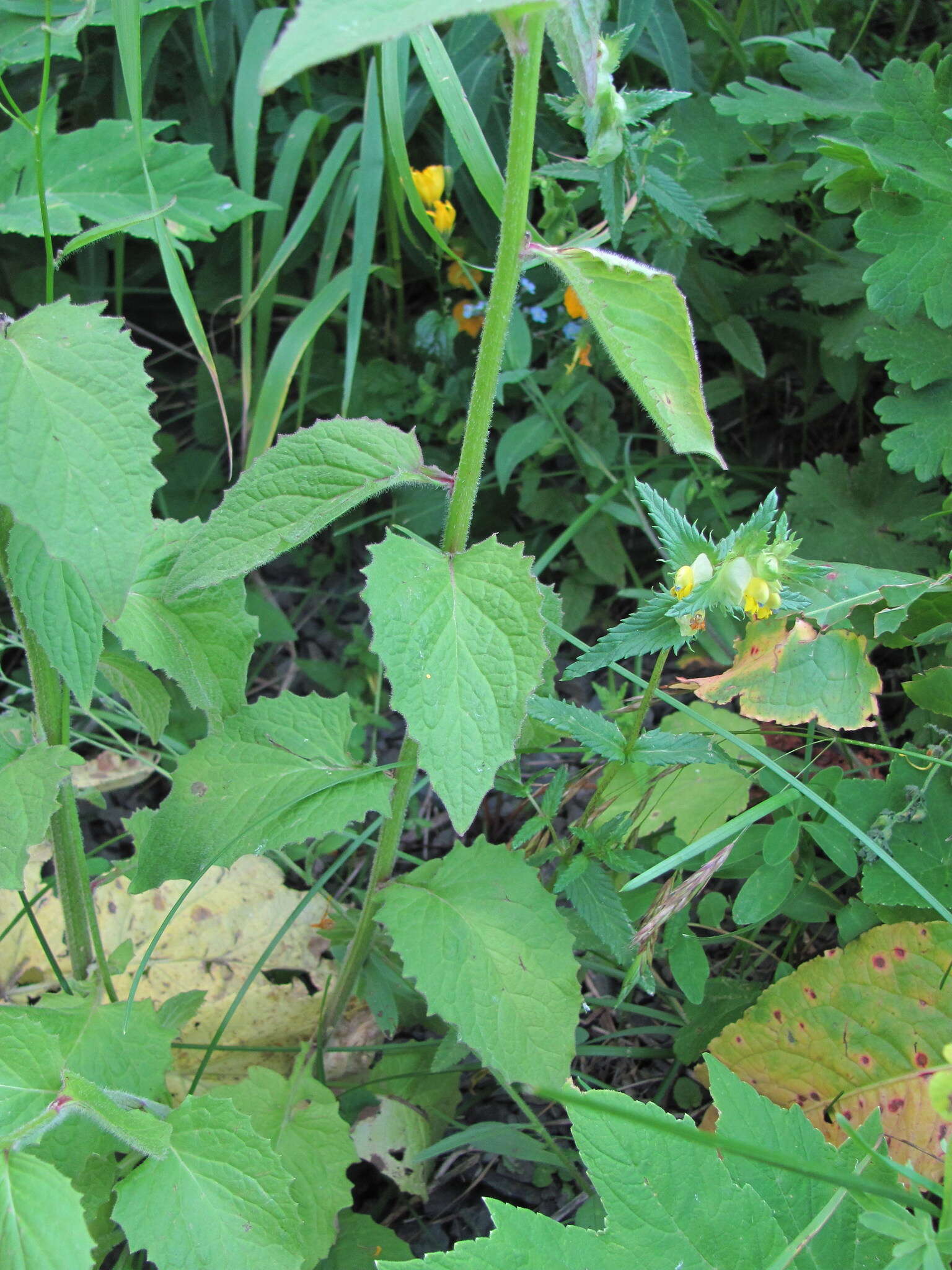 Image of Lapsana communis subsp. grandiflora (M. Bieb.) P. D. Sell