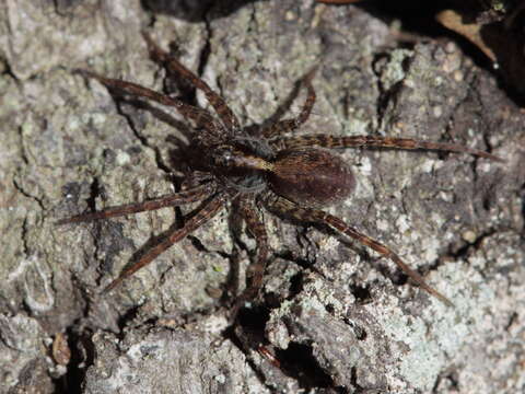 Image of Pardosa lugubris (Walckenaer 1802)