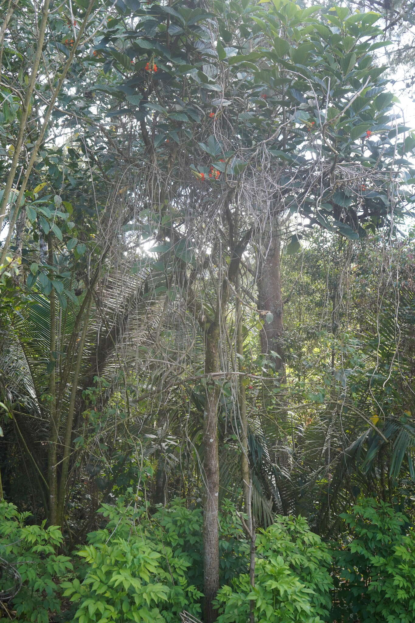 Plancia ëd Erythrina edulis Micheli