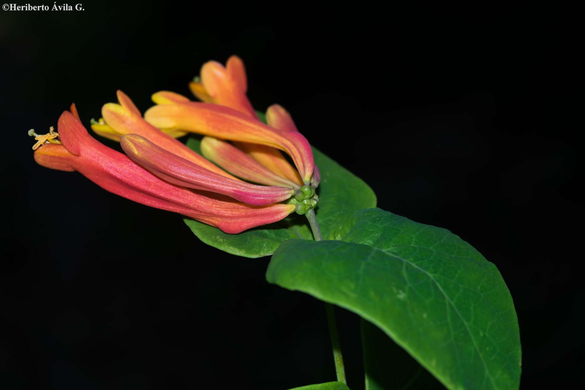 Image of Lonicera pilosa Willd. ex Kunth