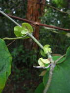 Image de Aristolochia ringens Vahl