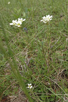 Image of Saxifraga bulbifera L.