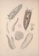 Image of Aeolidia Cuvier 1798