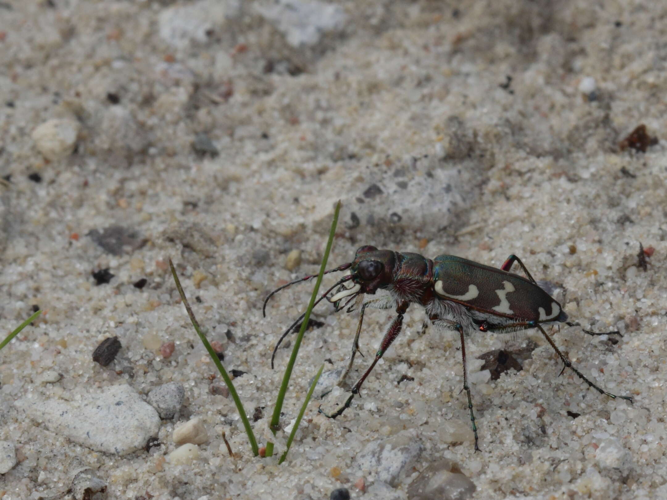 Image of Northern dune tiger beetle