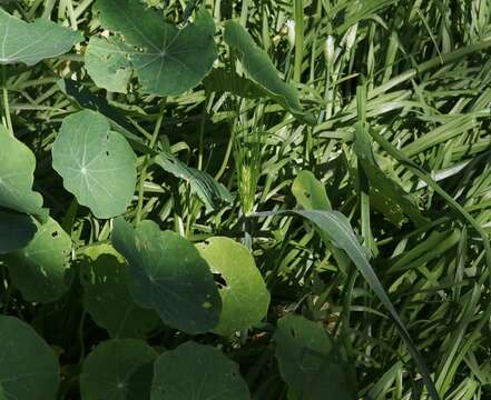 Image of common barley