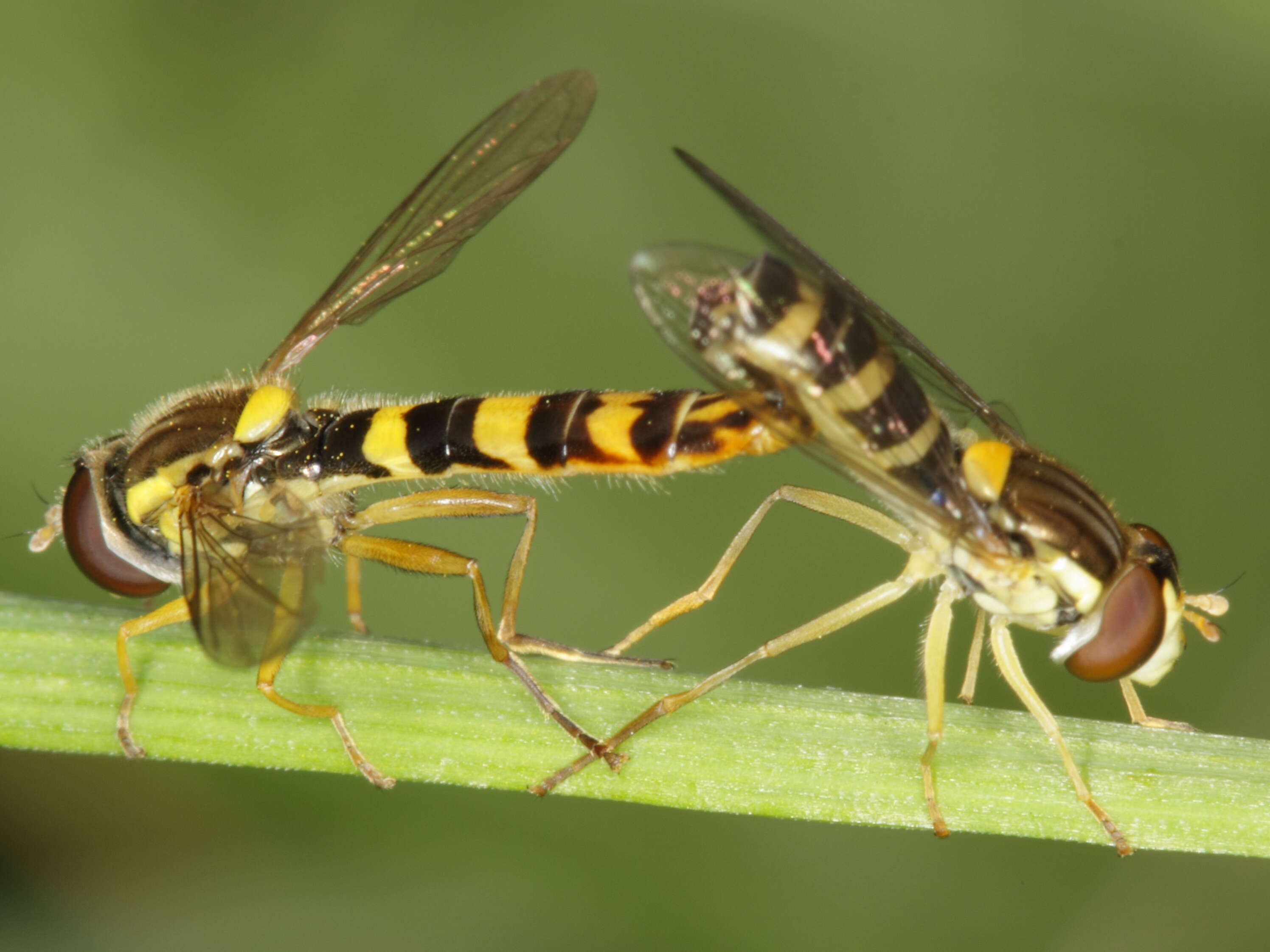 Sphaerophoria scripta (Linnaeus 1758) resmi