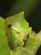 Image of Buffalo treehopper
