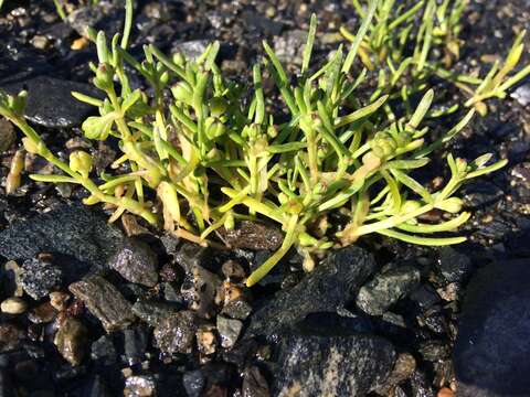 Image of Canadian sandspurry