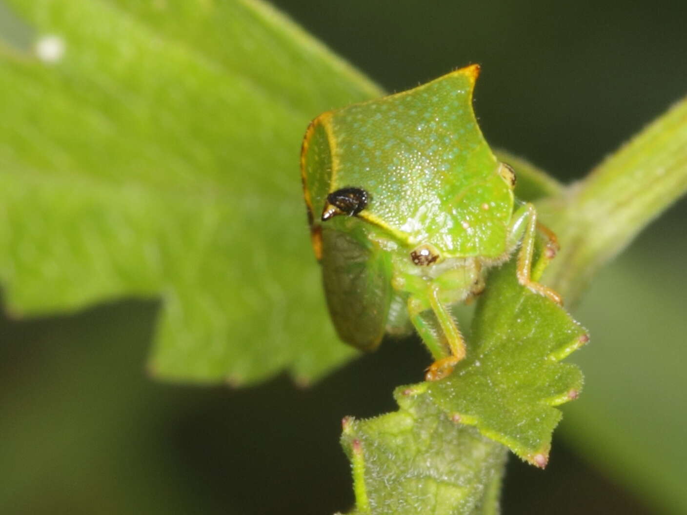 Image of Buffalo treehopper