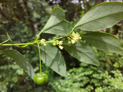 صورة Pseudophyllanthus