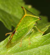 Image of Buffalo treehopper