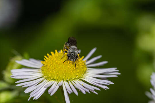 Image de Stelis coarctatus Crawford 1916