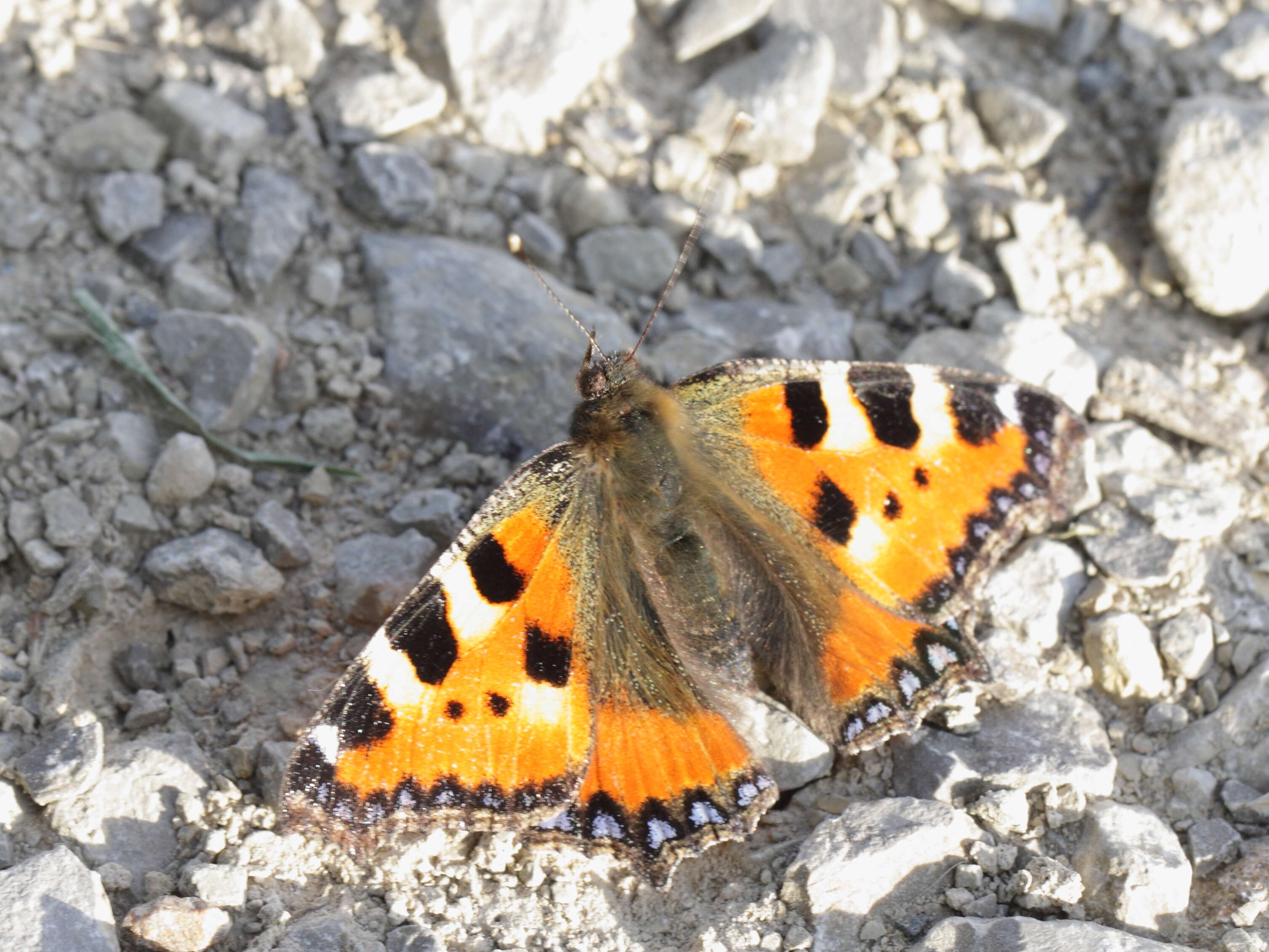 Imagem de Aglais urticae Linnaeus 1758