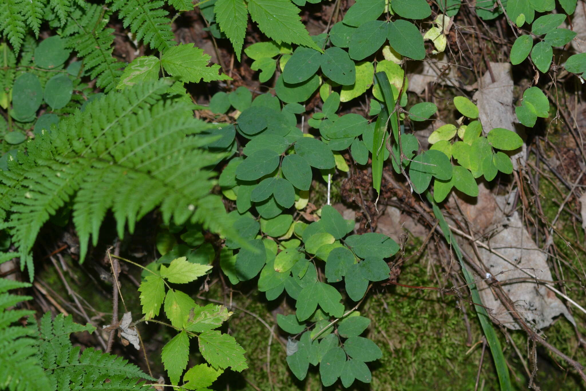 Image of Symphoricarpos albus var. albus