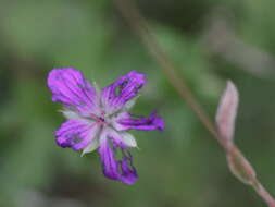 Imagem de Geranium palustre L.