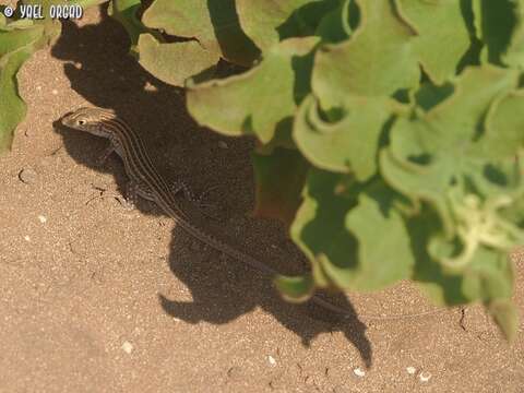 Image of Schreiber's Fringe-fingered Lizard