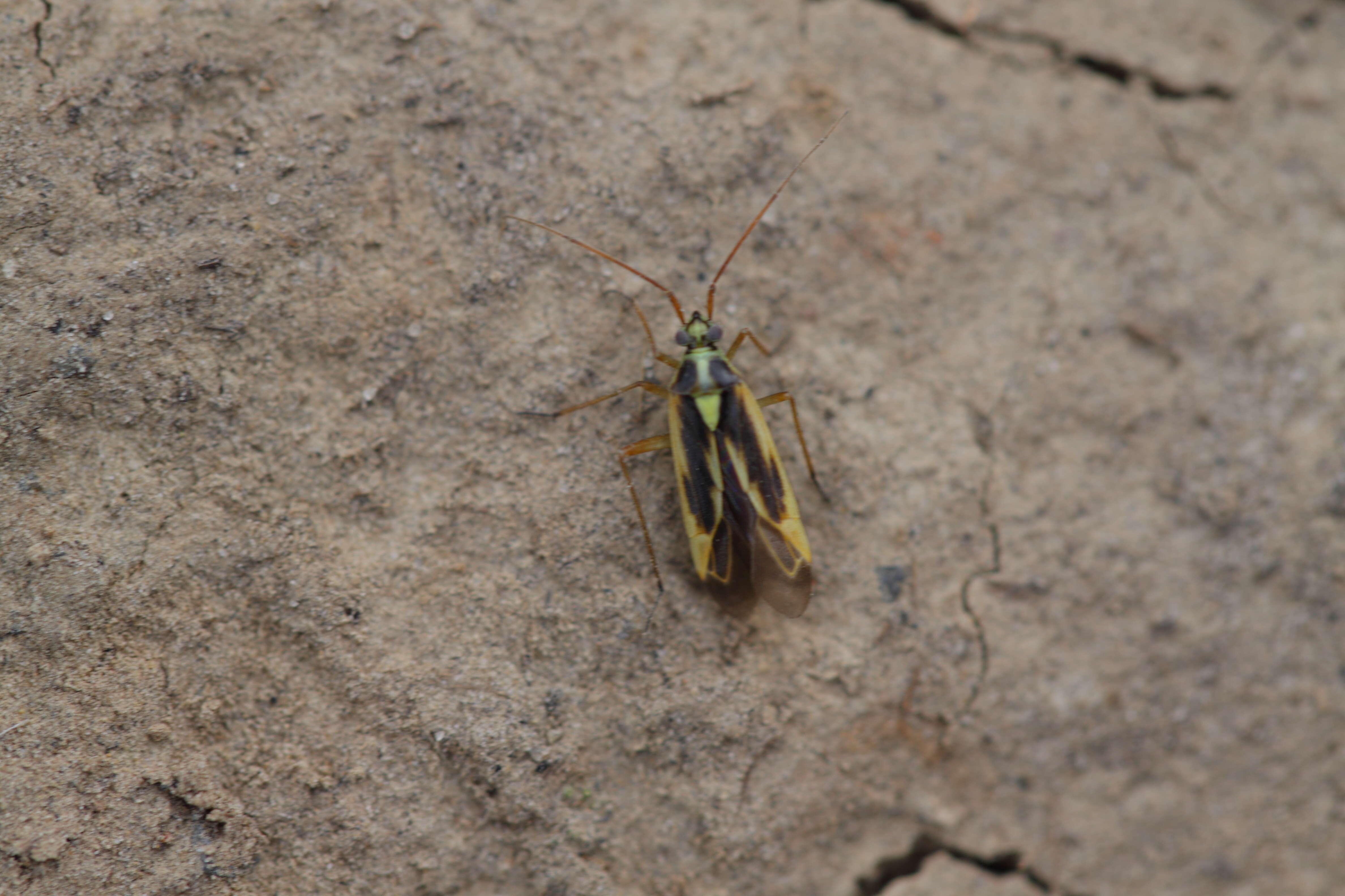 Image of Two-spotted Grass Bug