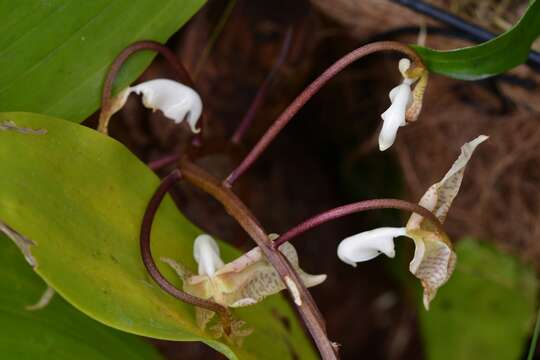 Image of Gongora truncata Lindl.