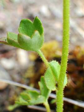 Imagem de Suksdorfia ranunculifolia (Hook.) Engl.