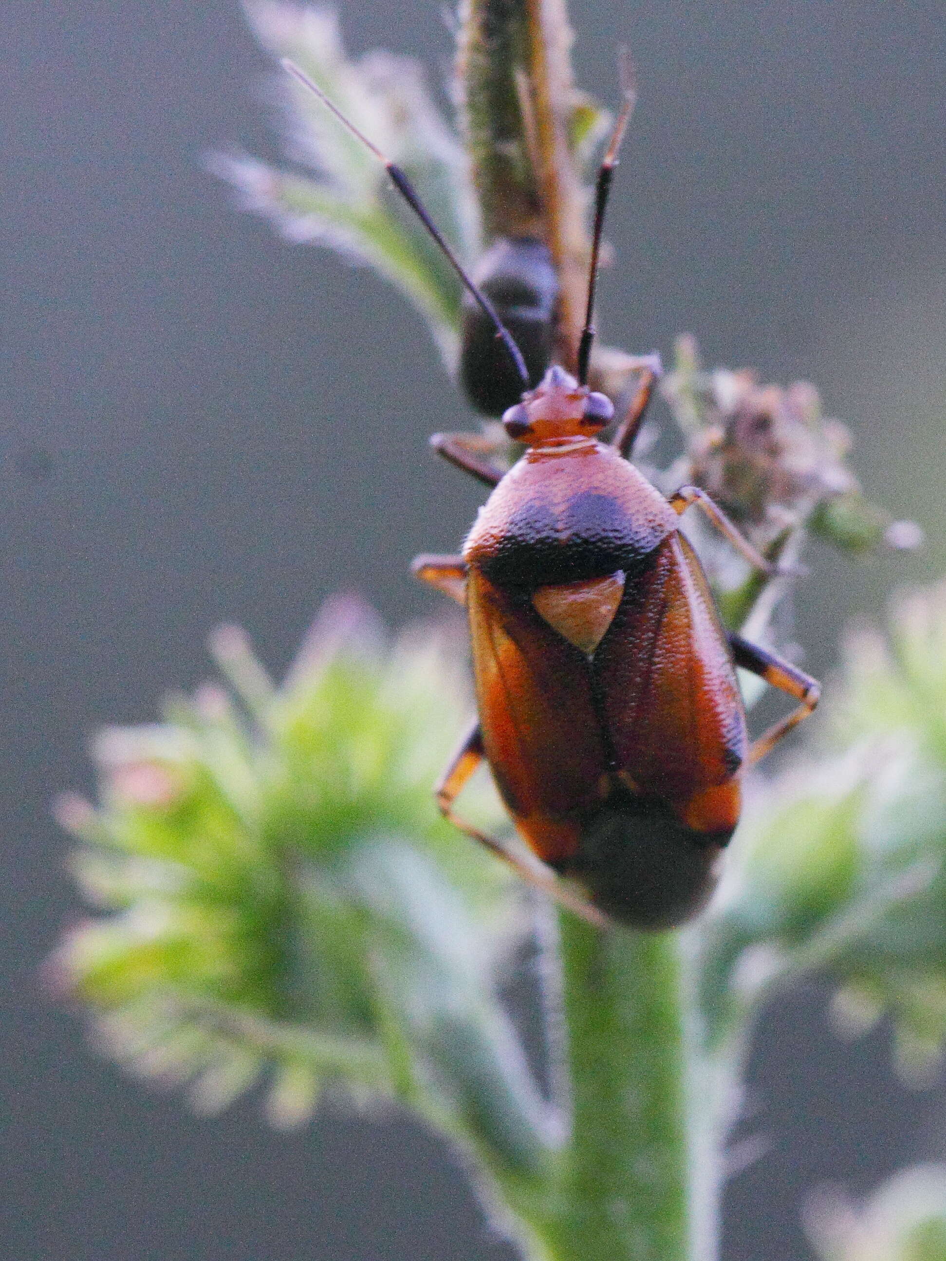 Image of red capsid bug