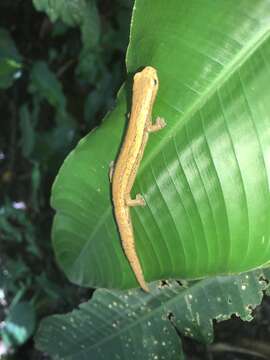 Image of Cukra Climbing Salamander