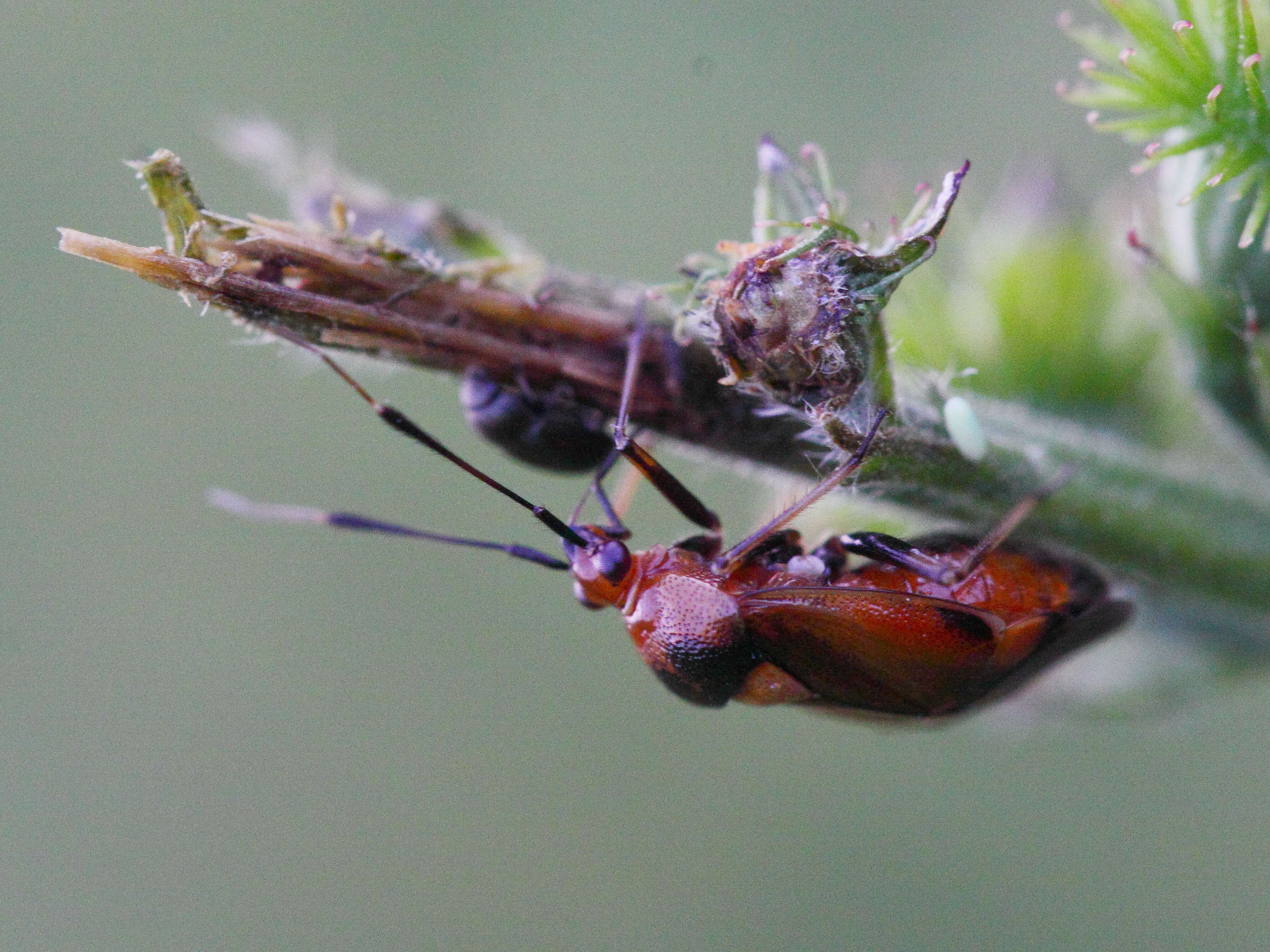 Image of red capsid bug