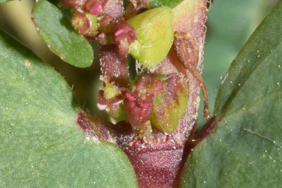 Image of Euphorbia leucantha (Klotzsch & Garcke) Boiss.