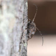 Niphona picticornis Mulsant 1839的图像
