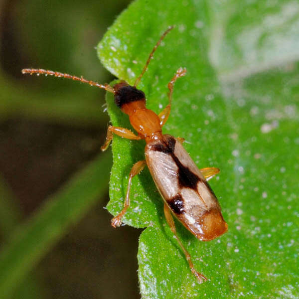 صورة Demetrias (Aetophorus) imperialis (Germar 1824)