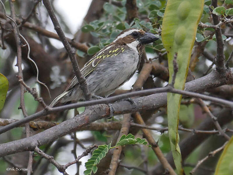 Image of Black-throated Barbet