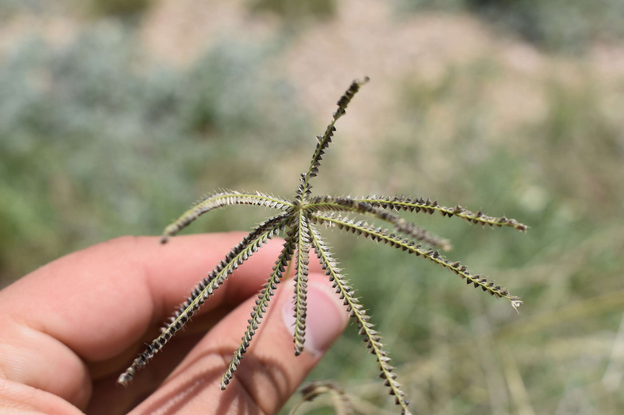 Image de Chloris cucullata Bisch.