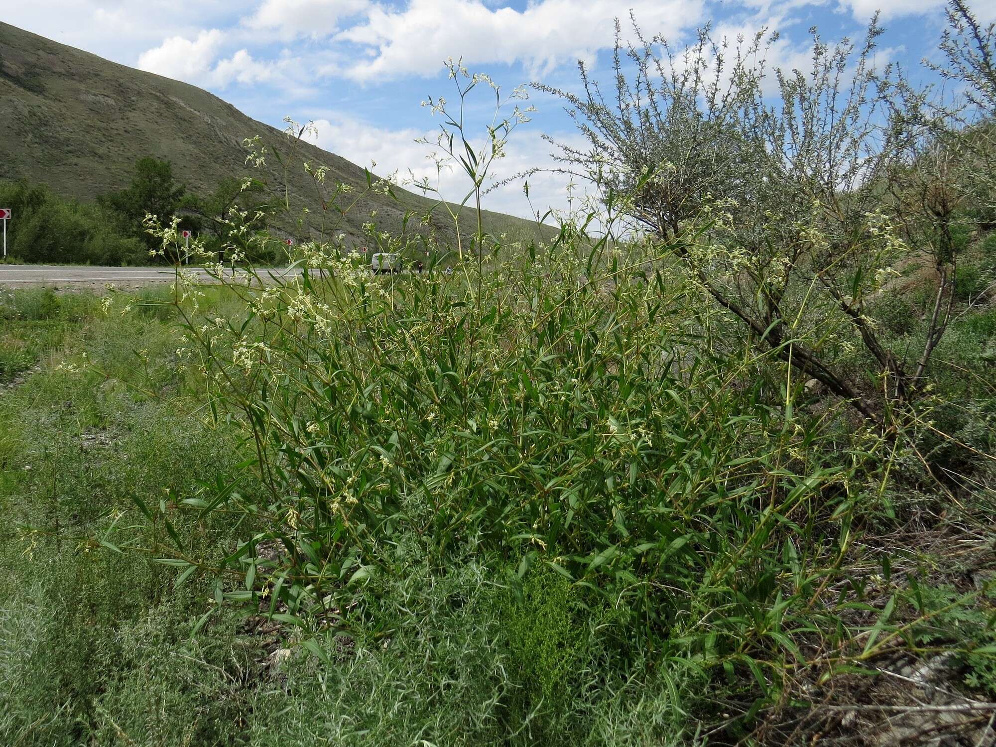 Image of Koenigia divaricata (L.) T. M. Schust. & Reveal