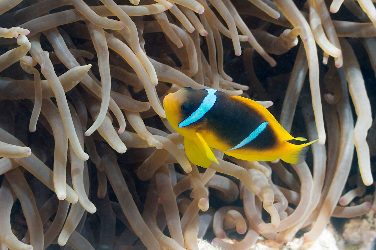 Image of Clownfish