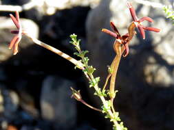 Image de Jamesbrittenia atropurpurea subsp. atropurpurea