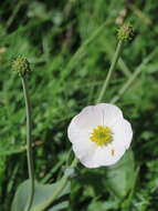 صورة Ranunculus amplexicaulis L.