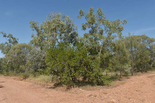 Image of Petalostigma banksii Britten & S. Moore