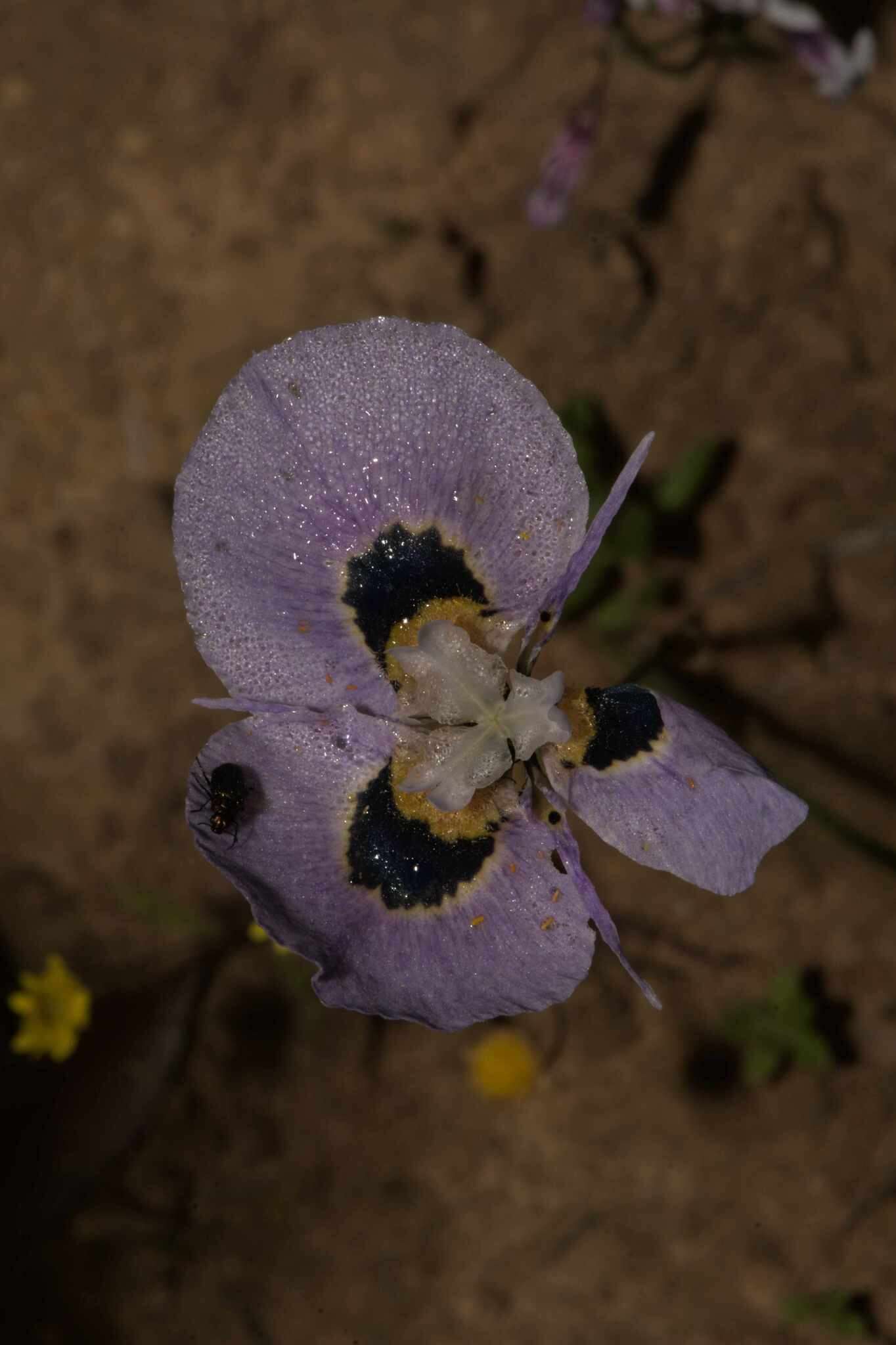 Image of Peacock moraea