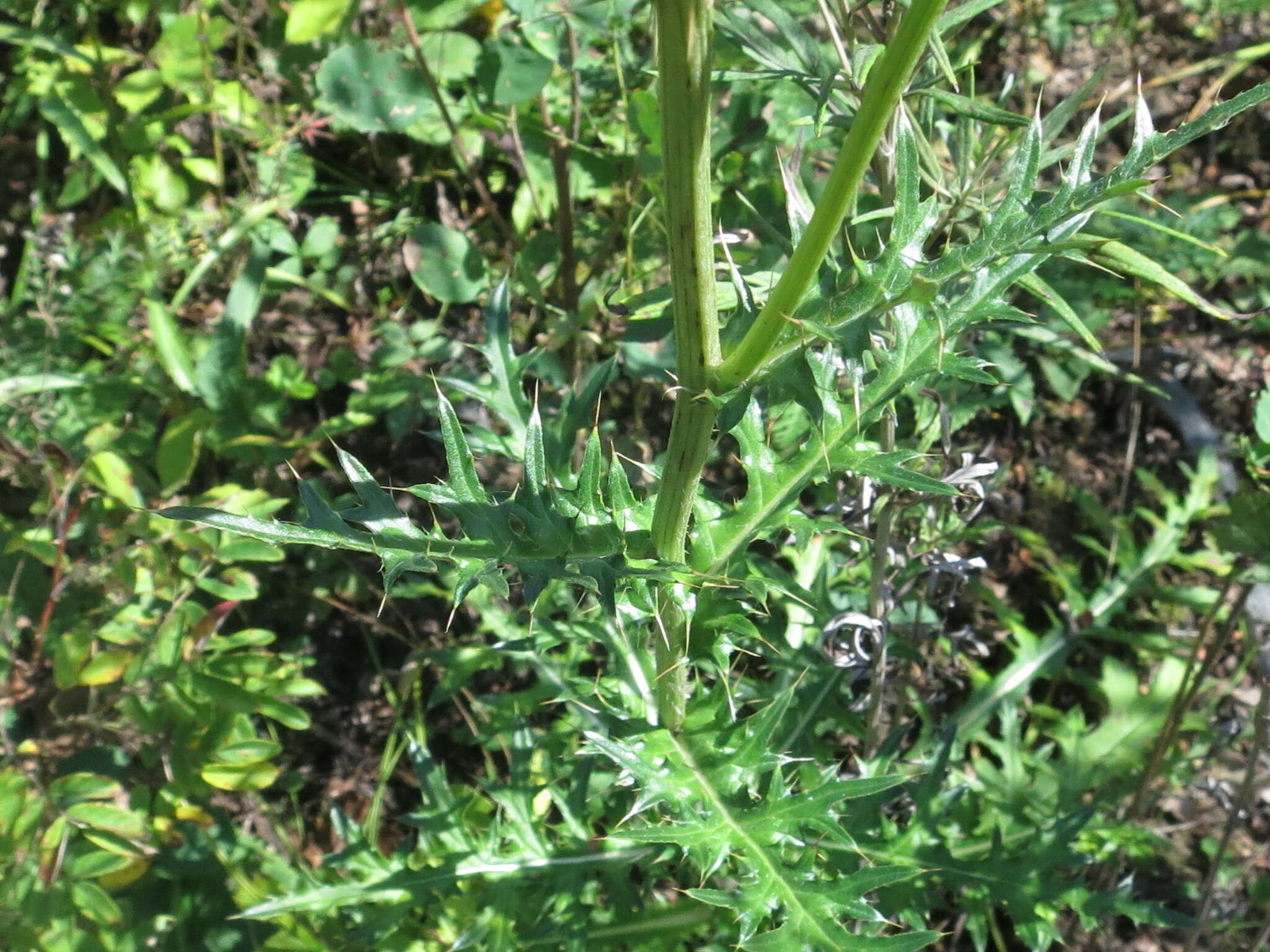 Image of Cirsium maackii Maxim.