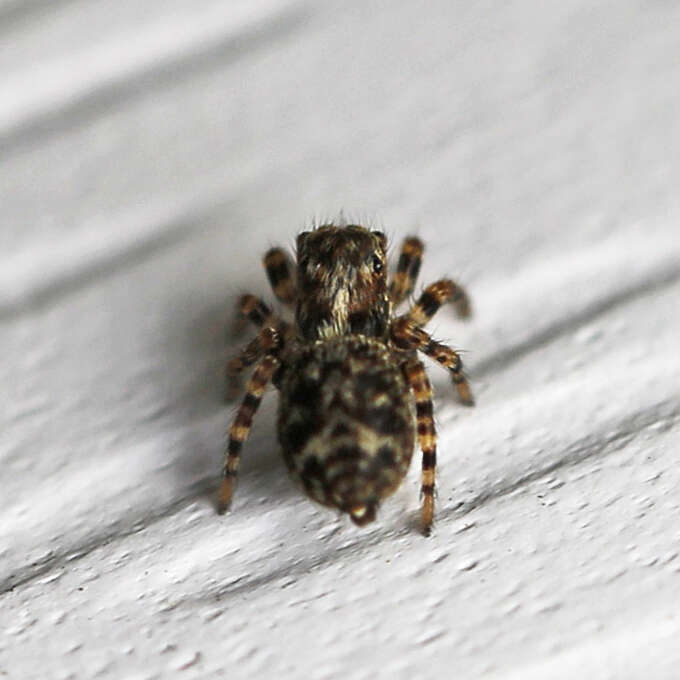 Image of Naphrys pulex (Hentz 1846)